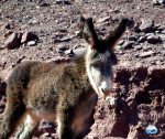 Burros Selvagens Deserto de Atacama RG Local