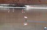 Flamingos do Deserto de Atacama RG Local