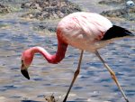 Flamingos do Deserto de Atacama RG Local