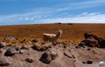 Os Camelídeos do Deserto de Atacama RG Local