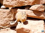 Viscacha do Deserto de Atacama RG Local