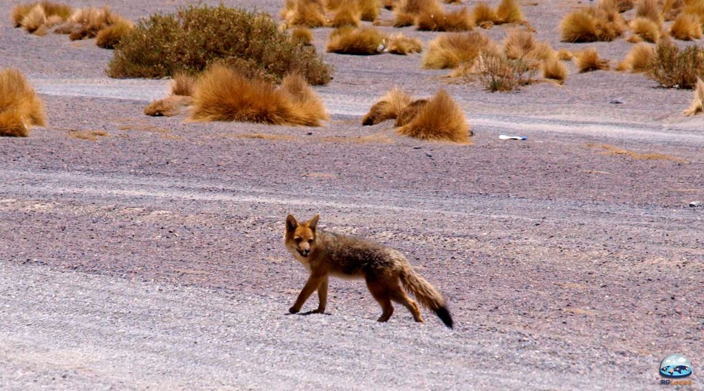 Zorra, a Raposa do Deserto de Atacama RG Local
